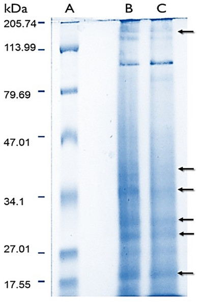 Electrophoresis profiles of the soluble proteomes from normal (A) protein molecular weight marker (B) and bleached (C) specimens of M. alcicornis.