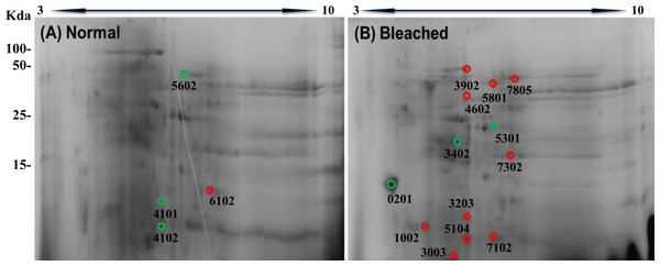 Two-dimensional gels of the soluble proteomes from normal (A) and bleached (B) M. alcicornis specimens.