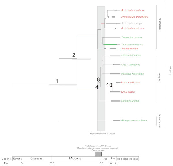 Cladogram in which habitat preferences where scored and optimized.