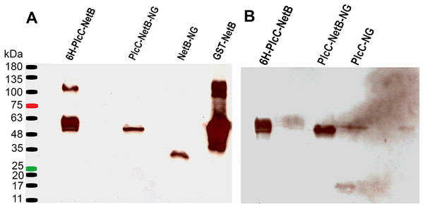 Western blot comparing different fusion constructs.