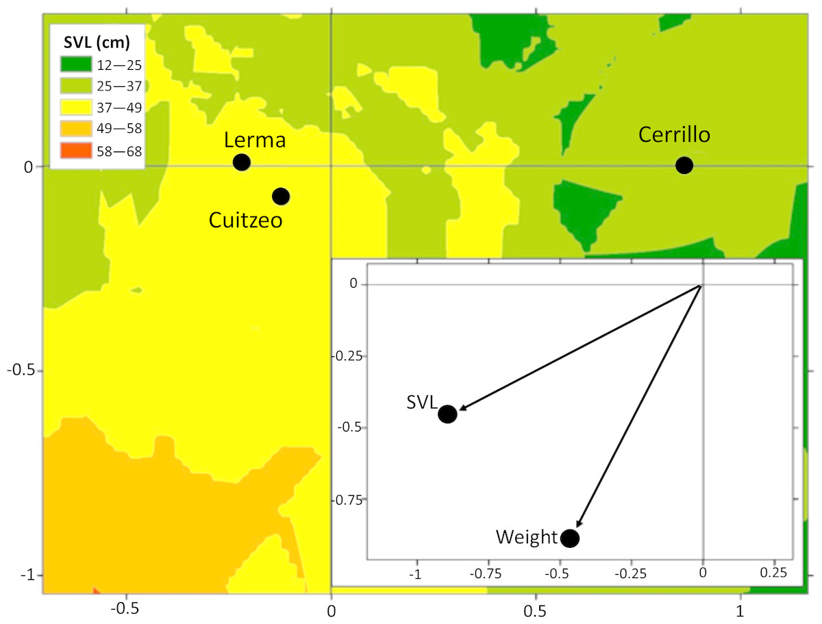 Microgeographic Variation In Body Condition Of Three Mexican