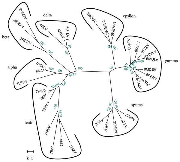 Phylogenetic relationship of different ERVs.