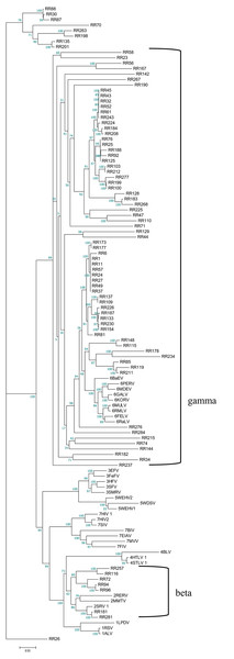  Phylogenetic relationship of different ERVs in golden snub-nosed monkey.