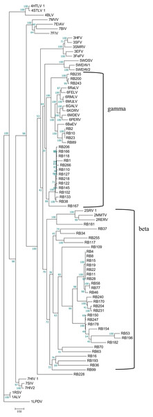 Phylogenetic relationship of different ERVs in black and white snub-nosed monkey.