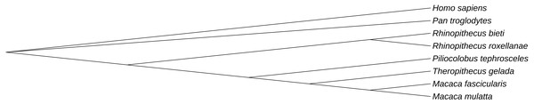 Phylogenetic relationship of similar ERVs.