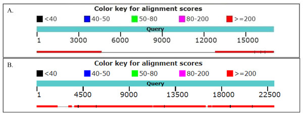 Alignment of human and black and white snub-nosed monkey GPC5 and DOCK5 partial genes.