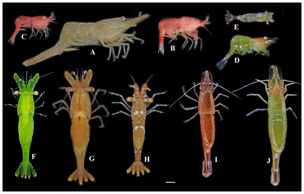 Photos of Hippolyte spp. collected from Hainan Island and the Xisha Islands.