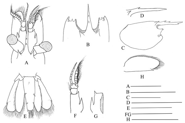 Cephalon and telson of Hippolyte nanhaiensis sp. nov.