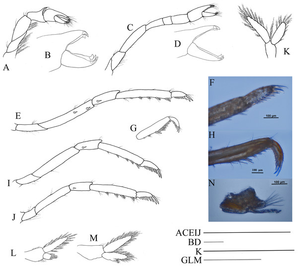 Pereiopod and pleopods of Hippolyte nanhaiensis sp. nov.