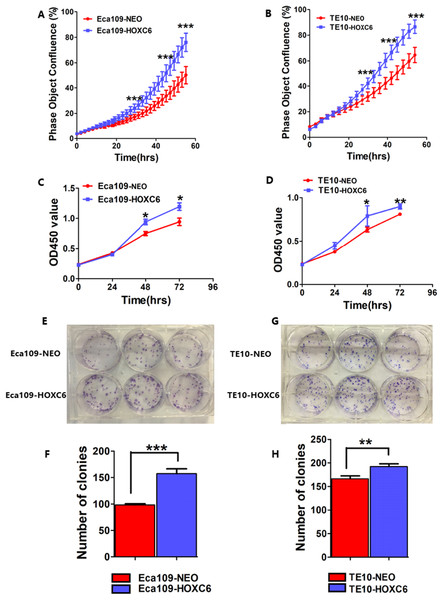 HOXC6 promoted ESCC cell proliferation.