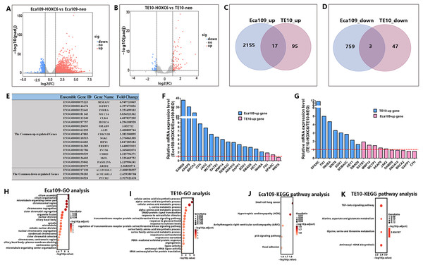 RNA-seq analysis of the interactive genes of HOXC6 in Eca109 and TE10 stable cells.