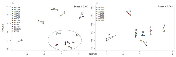 Non-metric multidimensional scaling (nMDS) ordination (based on Bray–Curtis distance matrix) of 16S rRNA gene sequences of 12 B. braunii strains.