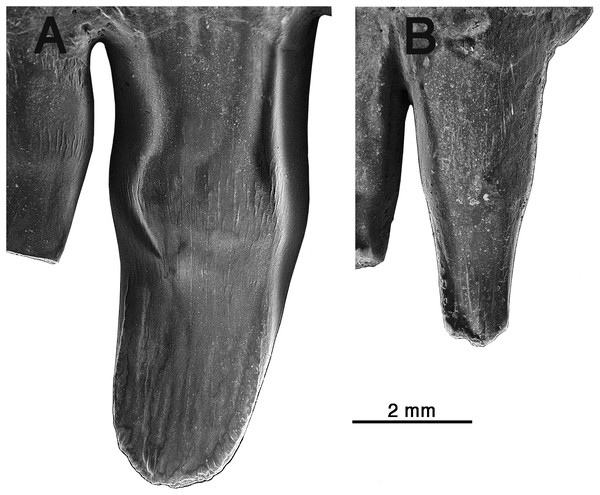 Comparison of premaxillary teeth of Oromycter and Arisierpeton simplex.