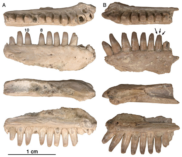 Arisierpeton simplex dentaries.