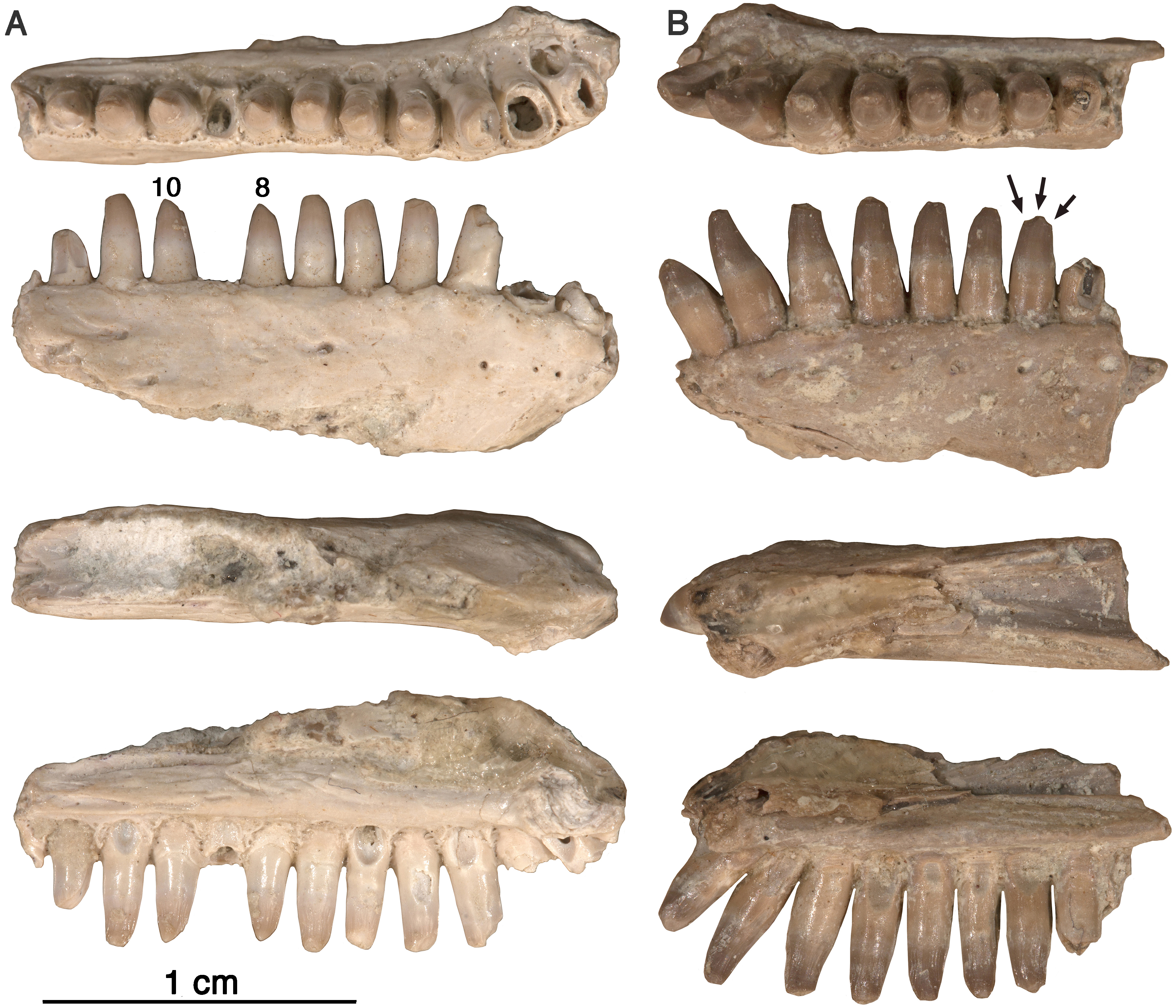 Permian Richards Spur Captorhinus reptile rich matrix sample Oklahoma teeth bone 