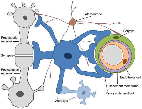 Schematic representation of the Neurovascular Unit (NVU).