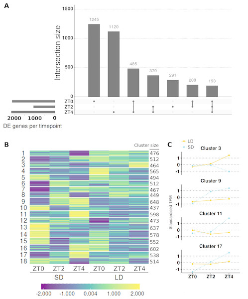 Contrasting timepoint specific expression profiles of the genes which alter their pattern of gene expression in response to the change of photoperiod conditions and clustering the relative changes in expression over time.