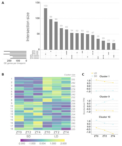 Contrasting timepoint specific expression profiles of the genes which alter only the magnitude of their gene expression in response to the change of photoperiod conditions and clustering the relative changes in expression over time.