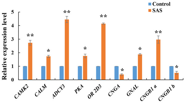 Relative expression levels of nine DEGs related to olfactory transduction.