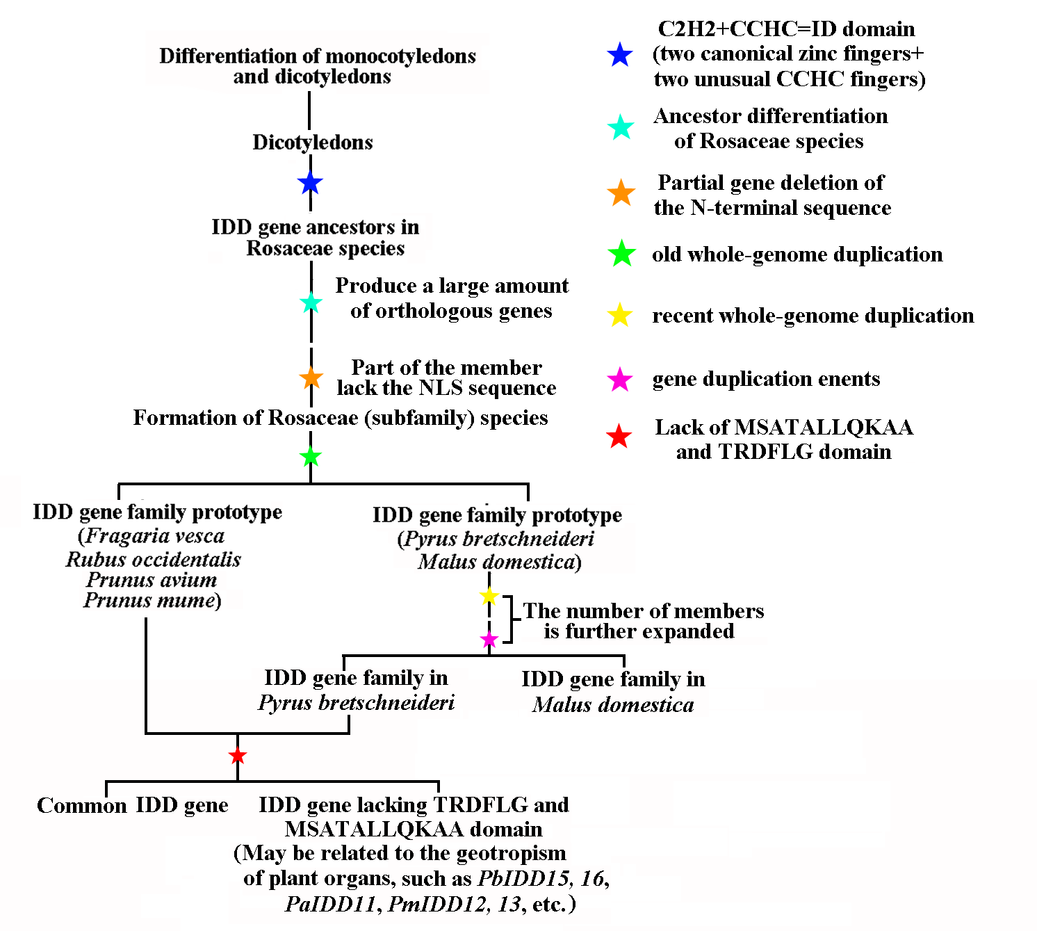 Comparative Genomic Analysis Of The Idd Genes In Five - 