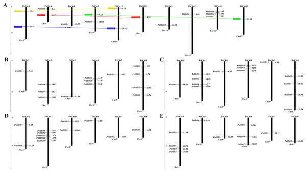 Chromosomal locations of five Rosaceae species.