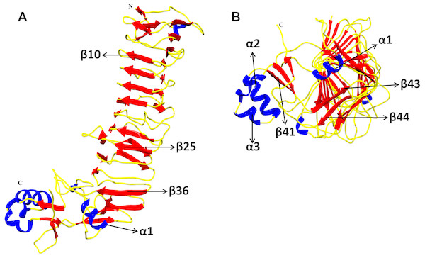 Structure model of p55 VacA from H. pylori of Colombian mestizos.