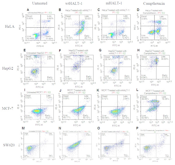 Annexin V/FITC-PI flow cytometry analysis of various cancer cells (1 × 106 cells/mL) treated with negative control, wtHALT-1,mHALT-1 and camptothecin for 24 h.