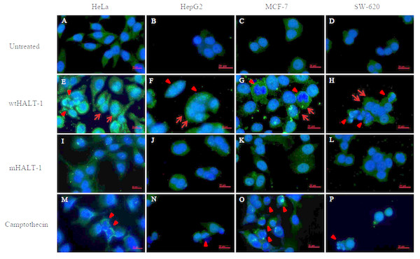 Immunofluoroscence images of cell lines treated with wtHALT-1, mHALT-1 and camptothecin for 24 h.