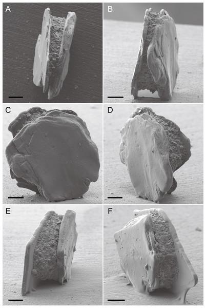Capsammina crassa sp. nov. secondary electron images of two specimens (A–F).