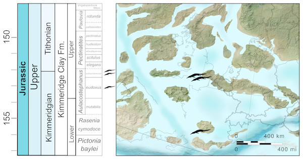 Stratigraphic and palaeogeographic distribution of Late Jurassic (Kimmeridgian—early Tithonian) Bathysuchus megarhinus