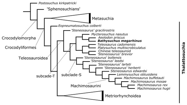Results of the phylogenetic analysis.
