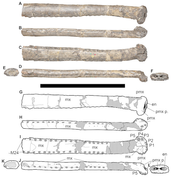 NHMUK PV OR 43086, holotype of Bathysuchus megarhinus gen. et. sp. nov. from the Kimmeridgian of Kimmeridge Bay, Dorset, UK, and interpretative drawings.