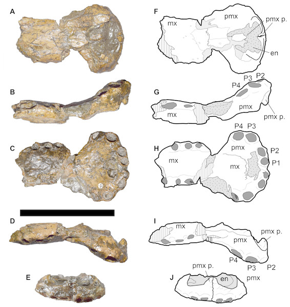 DORCM G.05067i, anterior rostrum of referred specimen of Bathysuchus megarhinus gen. et. sp. nov. from the Kimmeridgian of Kimmeridge Bay, Dorset, UK, and interpretative drawings.