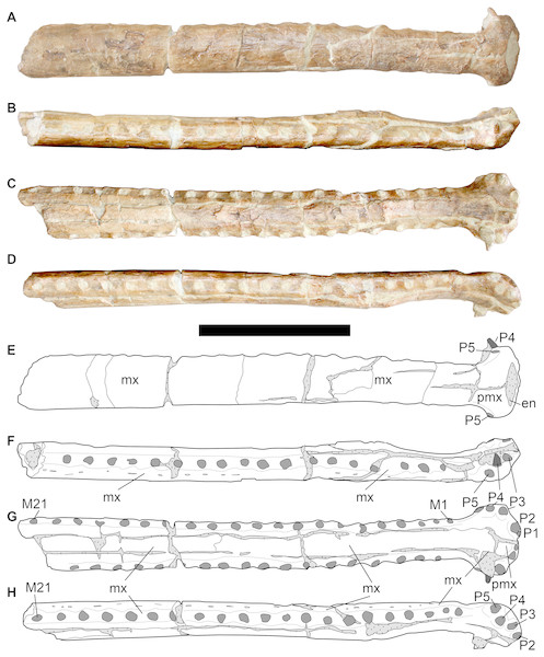 LPP specimen, anterior rostrum of referred specimen of Bathysuchus megarhinus gen. et. sp. nov. from the Upper Kimmeridgian of Franculés, Quercy, France, and interpretative drawings.
