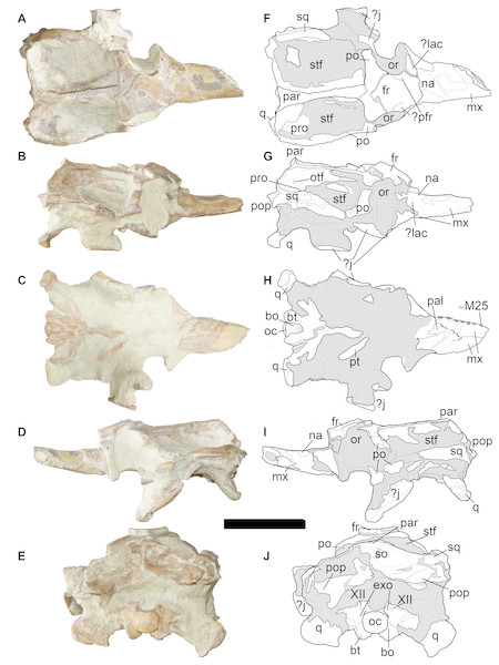 LPP specimen, orbital and posterior skull of referred specimen of Bathysuchus megarhinus gen. et. sp. nov. from the Upper Kimmeridgian of Franculés, Quercy, France, and interpretative drawings.