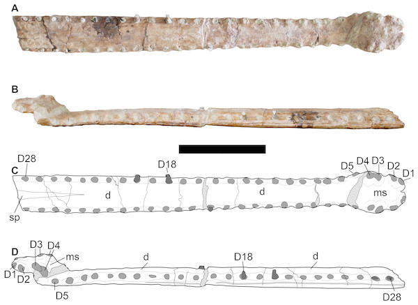 LPP specimen, mandibular symphysis of referred specimen of Bathysuchus megarhinus gen. et. sp. nov. from the Upper Kimmeridgian of Franculés, Quercy, France, and interpretative drawings.