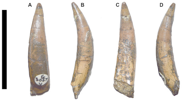 DORCM G.05067iv tooth of Bathysuchus megarhinus gen. et. sp. nov.