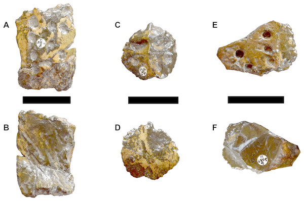 DORCM G.05067ii-iv osteoderms of Bathysuchus megarhinus gen. et. sp. nov.