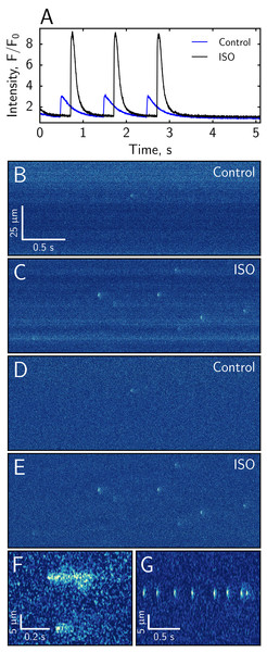 Representative experiments showing the effect of isoprenaline as studied by Fluo-4 fluorescence confocal images.