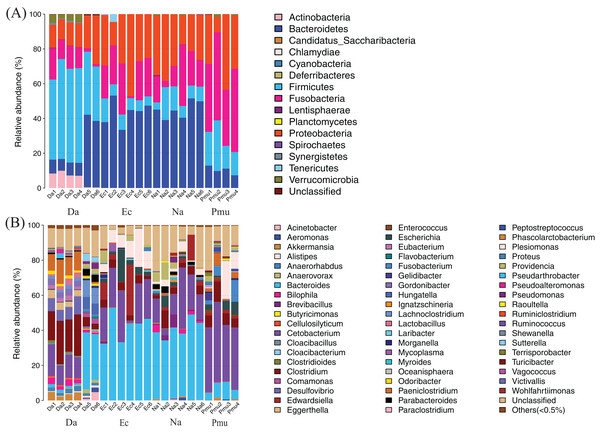 Composition of the gut microbiotas of four snake species by bacterial (A) phylum and (B) genus.