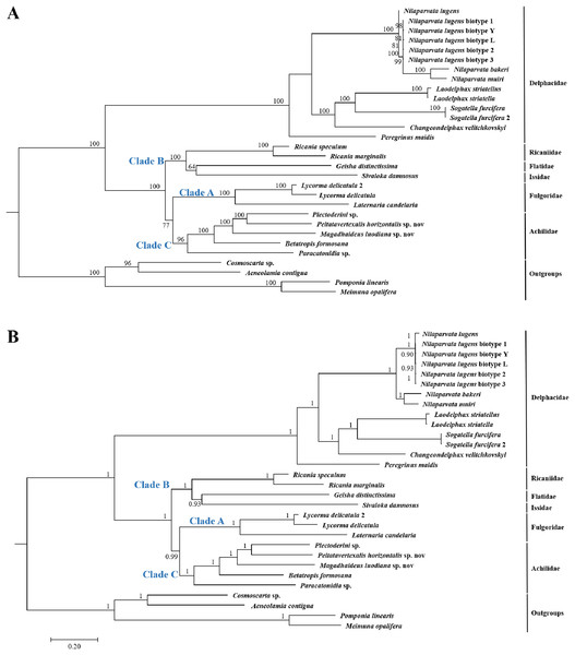 The (A) ML and (B) BI phylogenetic trees based on the nucleotide datasets for 13 PCGs from the mitochondrial genomes of 30 species.