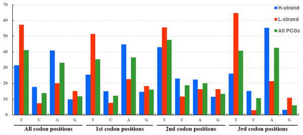 Nucleotide compositions of three codon positions of the PCGs encoded in H- and L-strand.