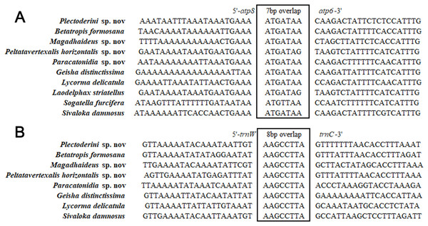 Sequence alignments of (A) atp8/atp6 and (B) trnW/trnC of insects in Fulgoroidea.
