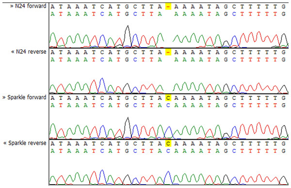 Sequencing chromatograms of the IPD3 gene of lines N24 and Sparkle revealing the deletion harboring by N24.