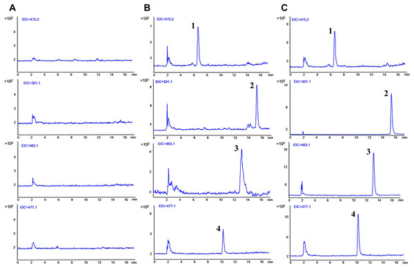 Typical selected ion monitoring (SIM) chromatograms of (1) IS, (2) quercetin, (3) isoquercitrin, and (4) quercetin 3-O-β-D-glucuronide in rat plasma.