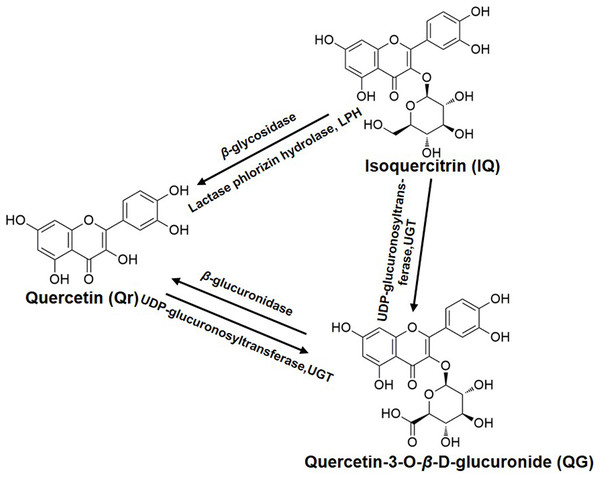 The biotransformation among quercetin, isoquercitrin, and quercetin-3-O-β-D-glucuronide.