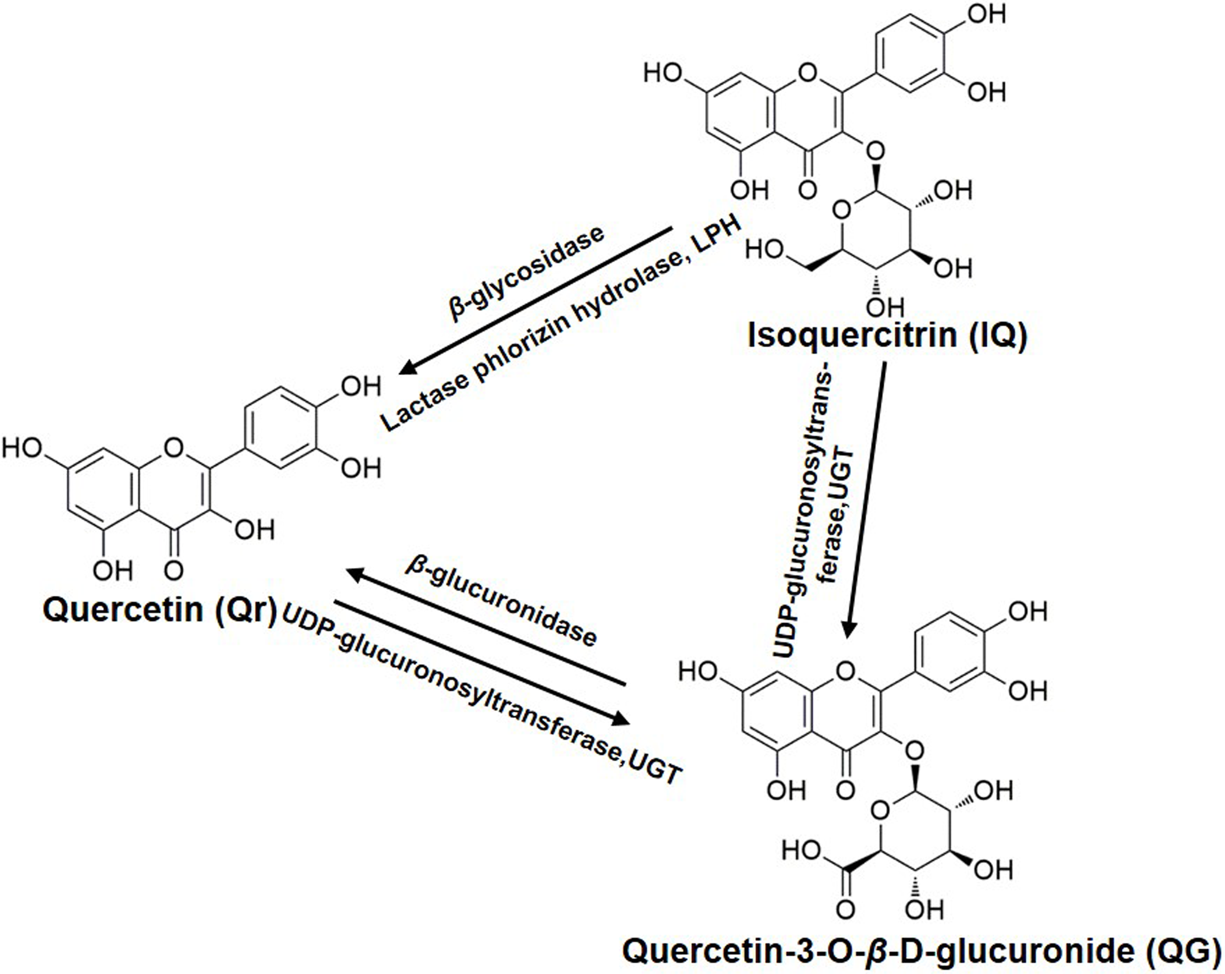 Pharmacokinetic comparison of quercetin, isoquercitrin, and 