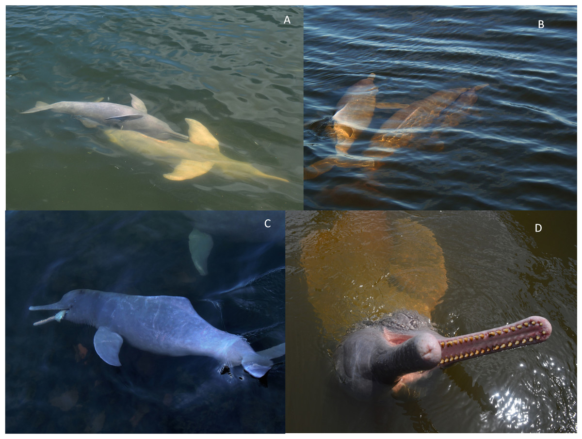 The Newly Described Araguaian River Dolphins Inia Araguaiaensis Cetartiodactyla Iniidae Produce A Diverse Repertoire Of Acoustic Signals Peerj