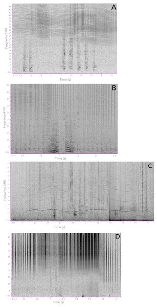 Examples of Araguaian botos acoustic signals recorded during our study.