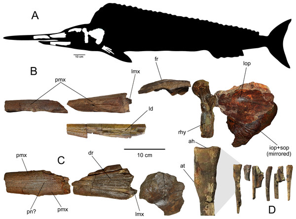 Skull elements of SGO.PV.6634, holotype of Loancorhynchus catrillancai gen. et sp. nov.